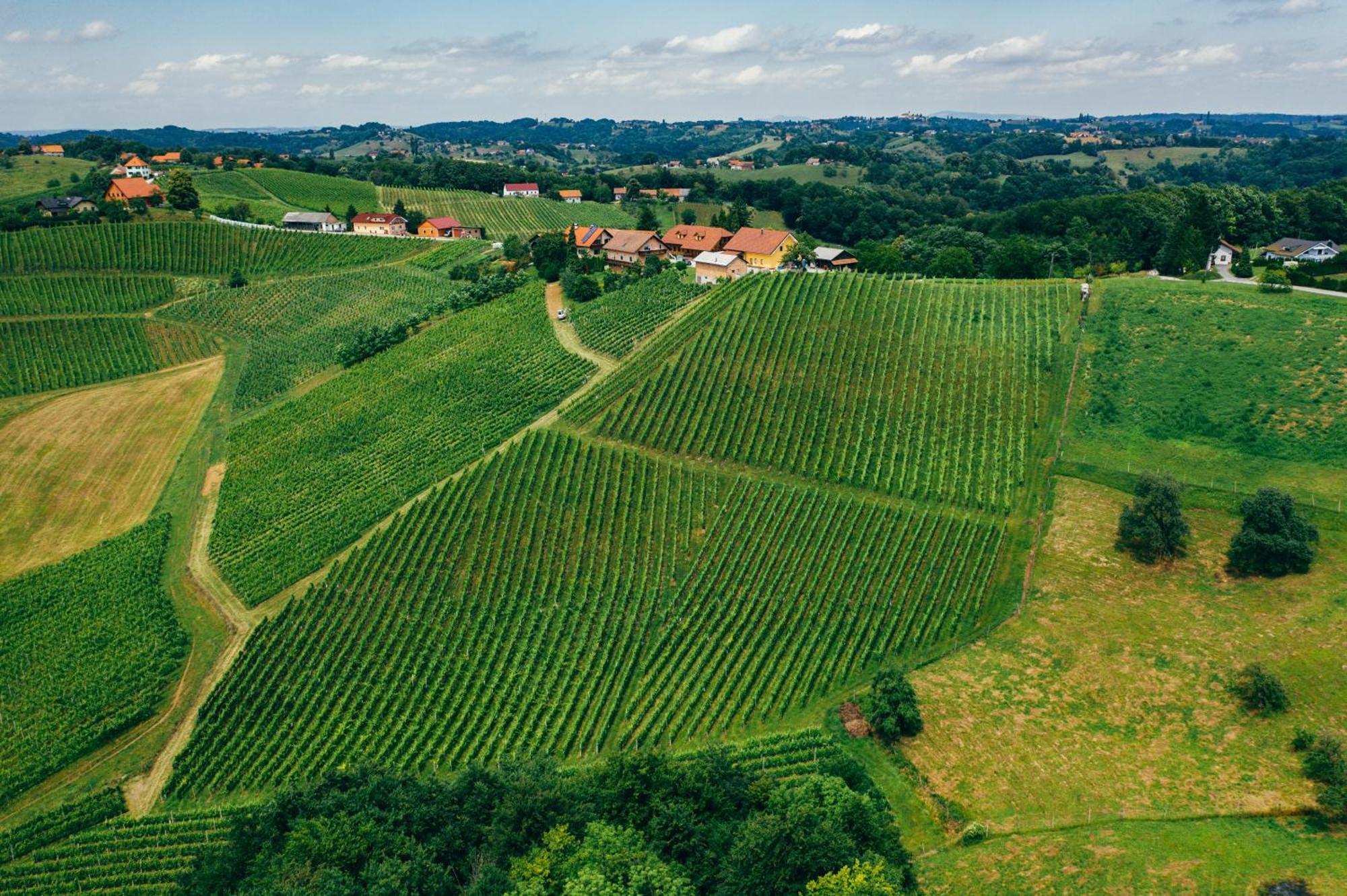 Wine & Tourism Bracko Bed and Breakfast Spodnji Jakobski Dol Eksteriør billede